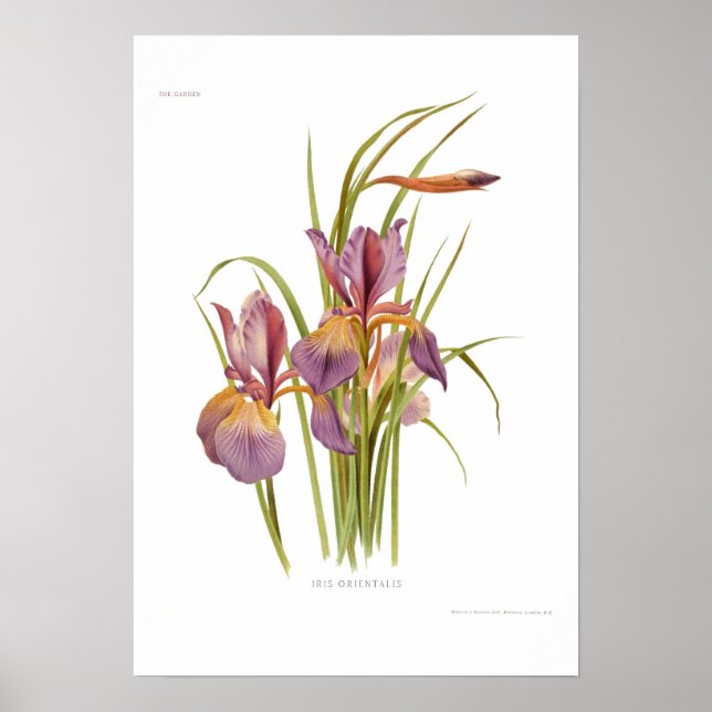 Iris orientalis poster (Framsidan)