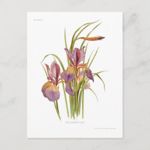 Iris orientalis vykort
