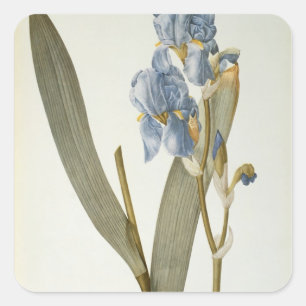 Iris Pallida, från "Les Liliacees", 1812 Fyrkantigt Klistermärke