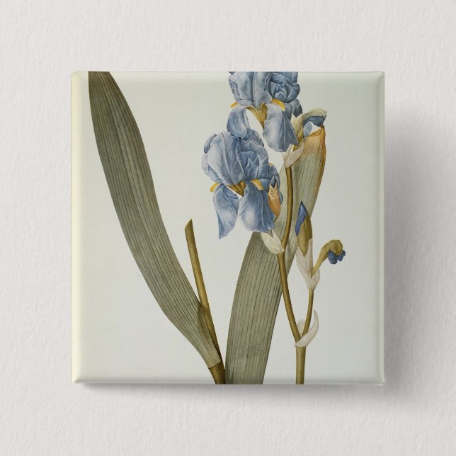 Iris Pallida, från "Les Liliacees", 1812 Knapp (Framsida)