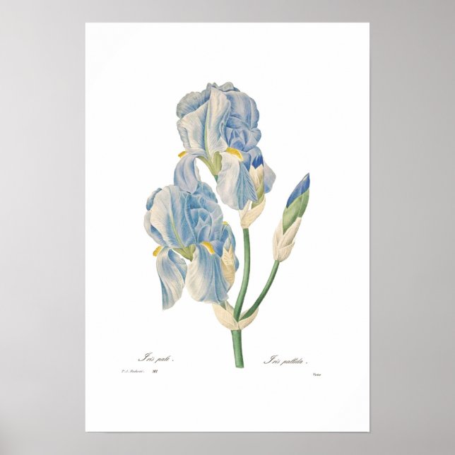 Iris pallida poster (Framsidan)