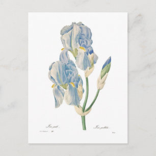 Iris pallida vykort