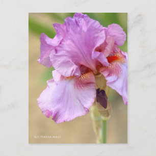 Iris "Persian Berry" [vykort] ポ ス カ ー ト Vykort
