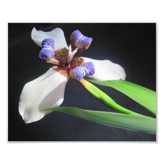 Iris Photo Print Fototryck (Framsidan)