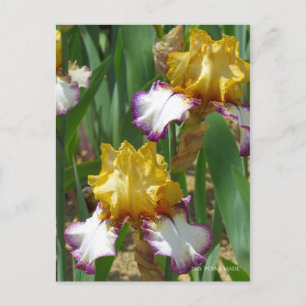 Iris "Point Made" [vykort] ポ ス ト カ ー Vykort