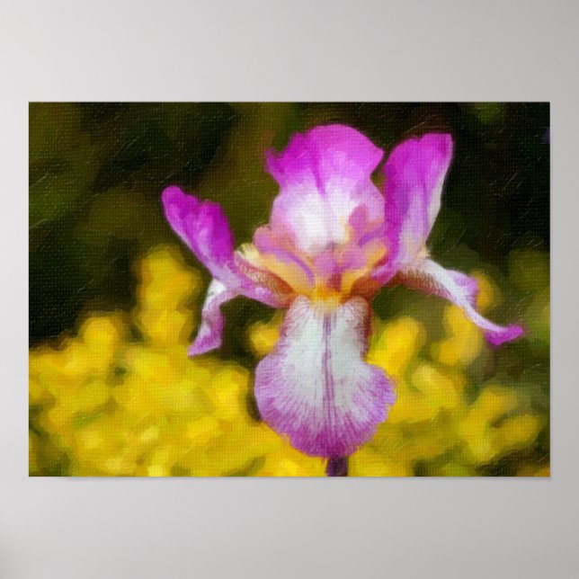 Iris Poster (Framsidan)