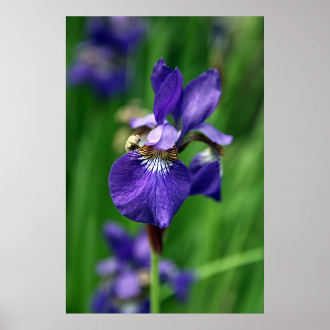 Iris Poster (Framsidan)