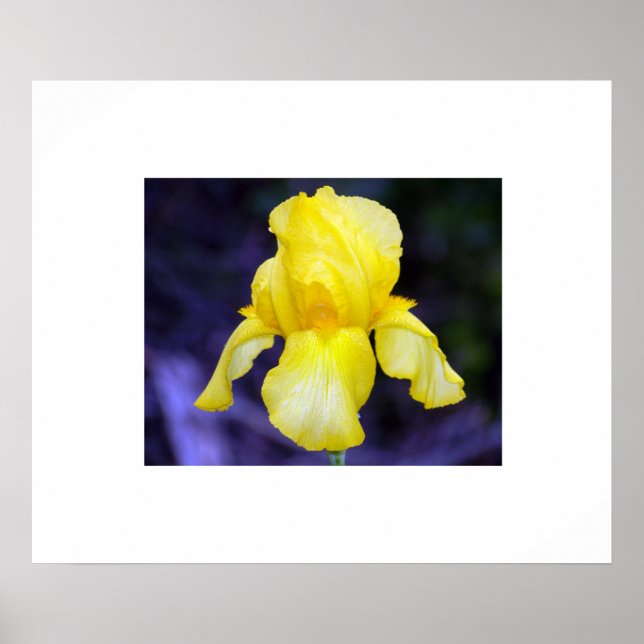 Iris Poster (Framsidan)