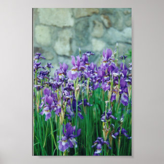Iris Poster