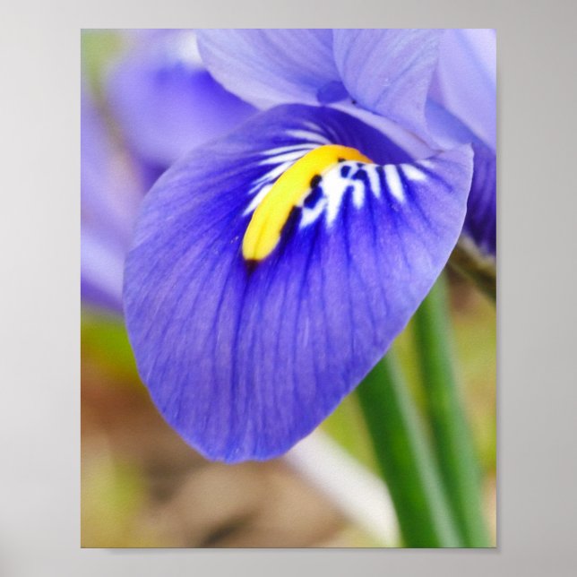 Iris Poster (Framsidan)