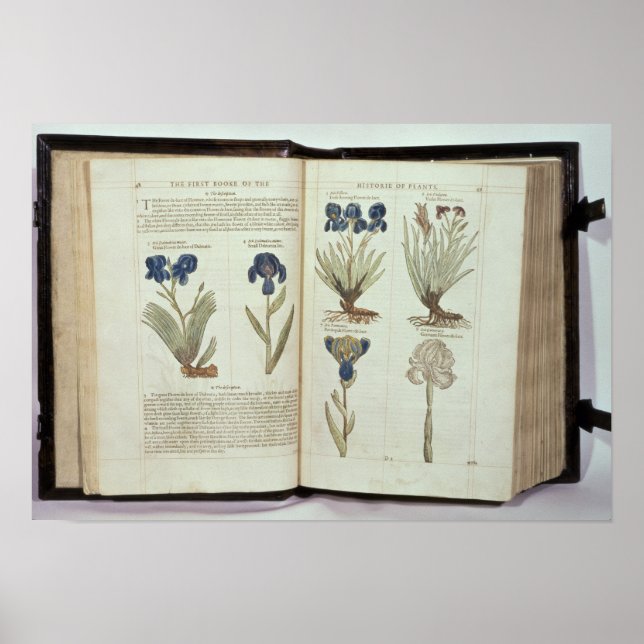 Iris Poster (Framsidan)