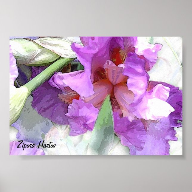 Iris Poster (Framsidan)