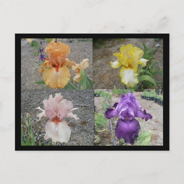Iris-postkort Vykort (Framsida)