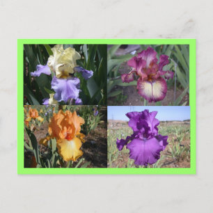 Iris-postkort Vykort