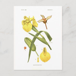 Iris pseudacorus vykort