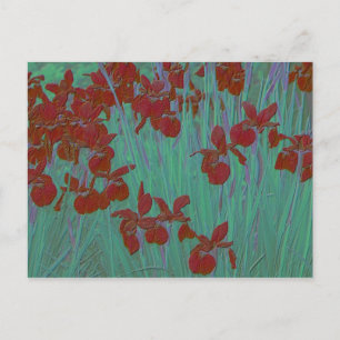 Iris red vykort