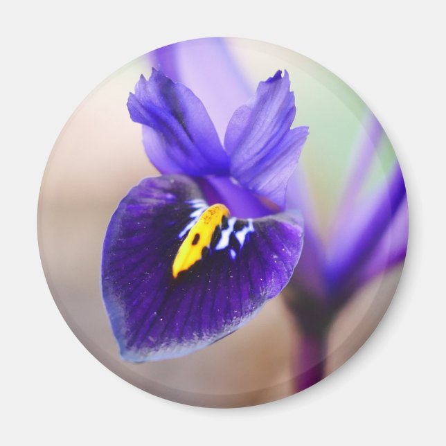 Iris Reticulata Flower Magnet (Framsidan)