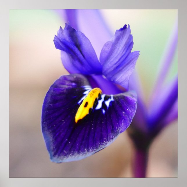 Iris Reticulata Flower Poster (Framsidan)