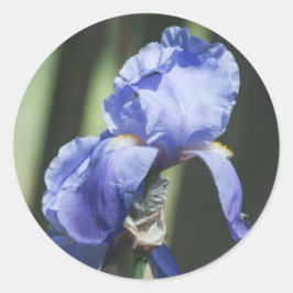 iris runt klistermärke