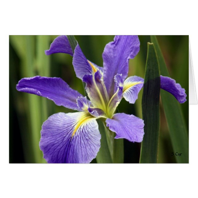 Iris, S Cyr Hälsningskort (Framsidan Horizontal)