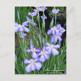 Iris sanguinea:vykort vykort