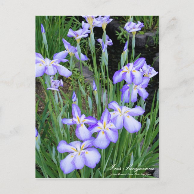 Iris sanguinea:vykort vykort (Framsida)