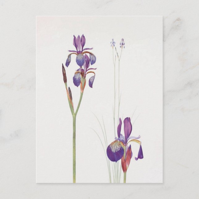 Iris Sibirica och Iris Orientalis av William Dykes Vykort (Framsida)