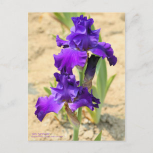 Iris "Skyship"   [Postcard] Vykort