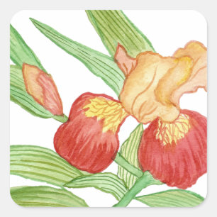 Iris Sticker Fyrkantigt Klistermärke