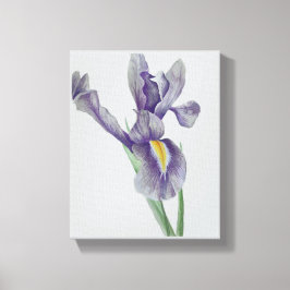 Iris Stretched Canvas Print