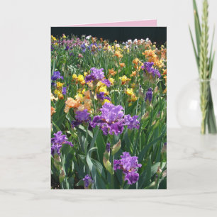 Iris Stugträdgård Lila Iris Irisar blomkort Kort