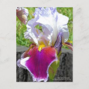 Iris "Stunning" [vykort] Vykort