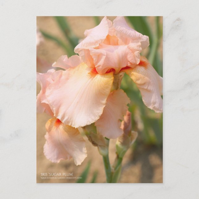 Iris "Sugar Plum" [vykort] Vykort (Framsida)