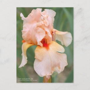 Iris "Sugar Plum" [vykort] Vykort