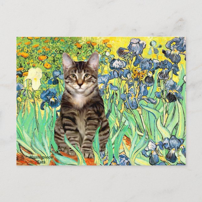 Iris - Tabby Tiger katt 30 Vykort (Framsida)