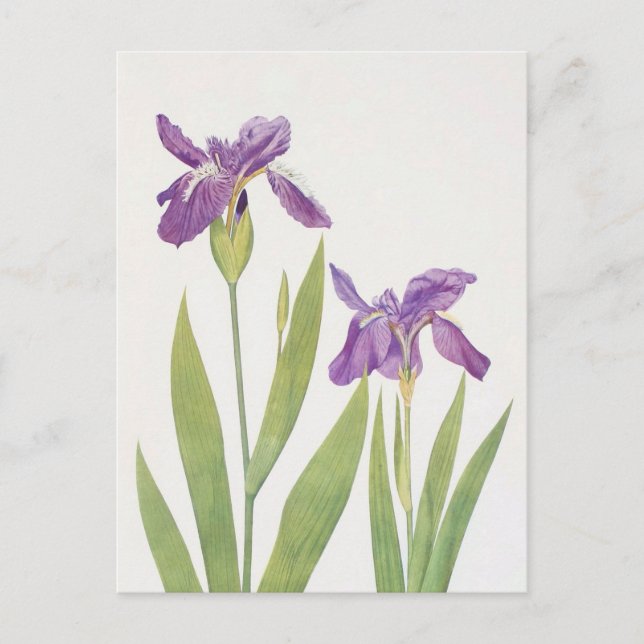 Iris Tectorum och Iris Loptec av William Dykes Vykort (Framsida)