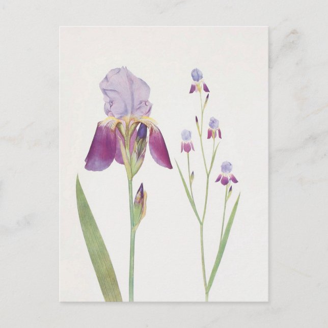 Iris Trojana av William Dykes Vykort (Framsida)