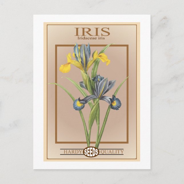 iris-utsädespaket vykort (Framsida)