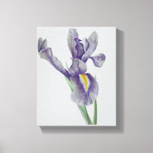 Iris utsträckt canvastryck