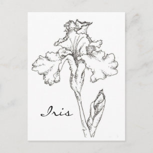Iris Vår Flower Pen och Bläck Teckning Vykort