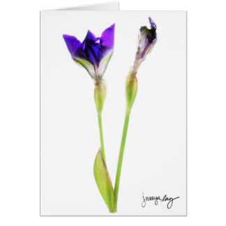 "Iris" vid J. Maya Luz Hälsningskort