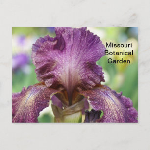 Iris vid Missouri Botanical Garden Vykort