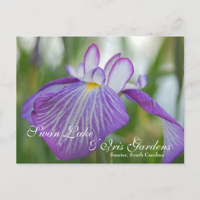 Iris vid Svan Sjö, Sumter SC Vykort (Framsida)