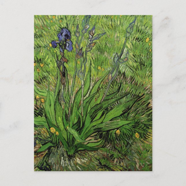 Iris, Vincent van Gogh Vykort (Framsida)