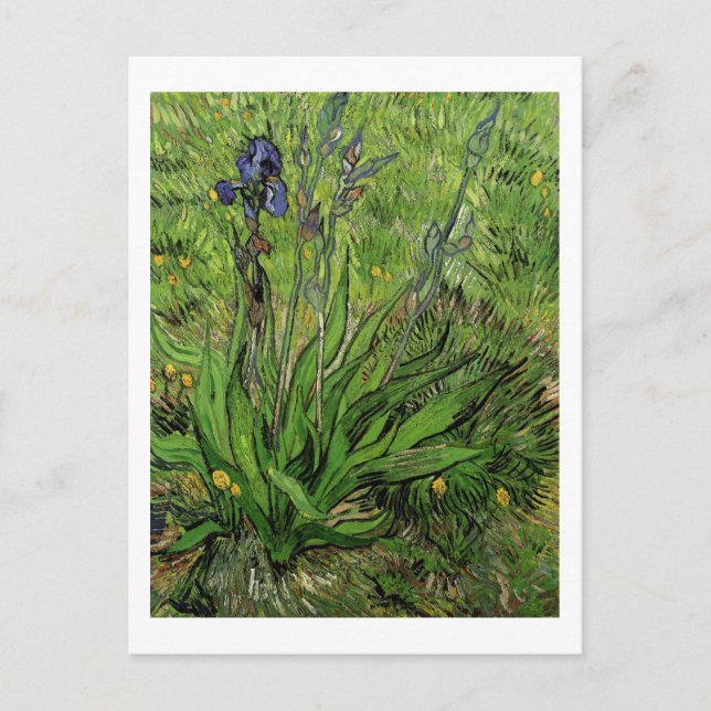 Iris, Vincent van Gogh Vykort (Framsida)