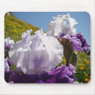 Iris Vita Lila Iris Blommor Musmattor Sluttning