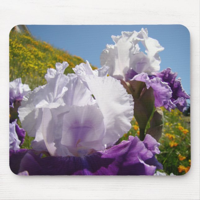 Iris Vita Lila Iris Blommor Musmattor Sluttning (Framsidan)