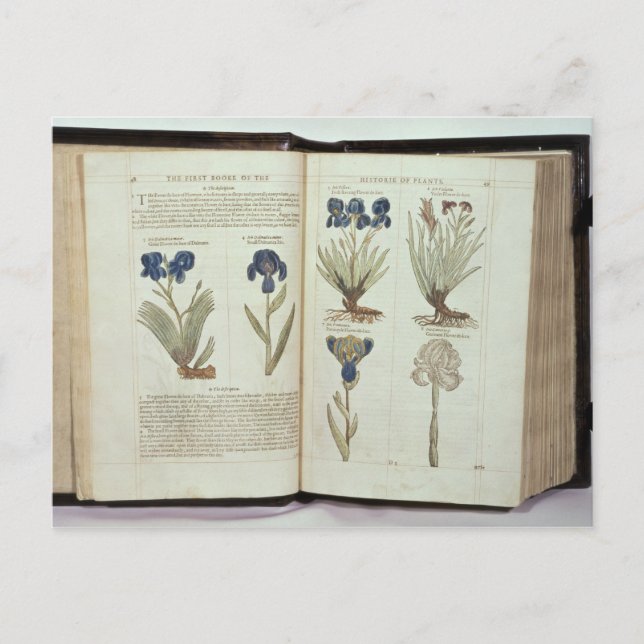 Iris Vykort (Framsida)