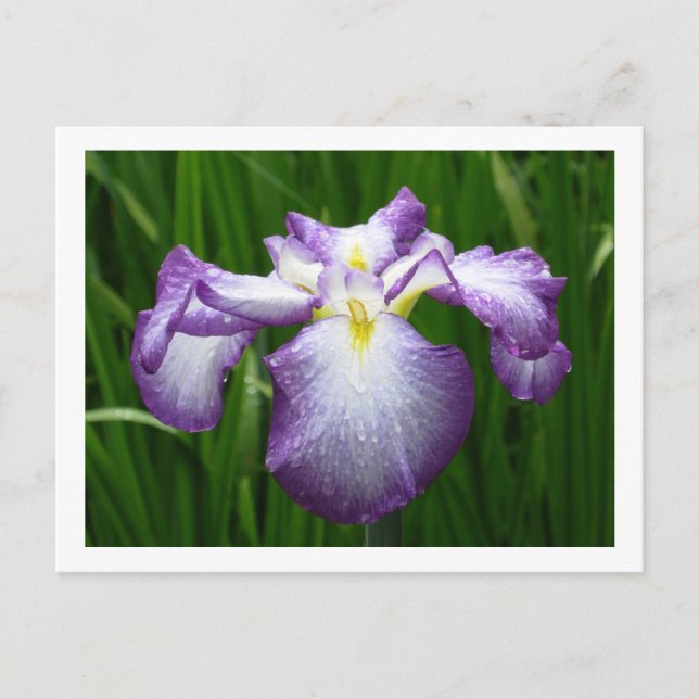 Iris Vykort (Framsida)