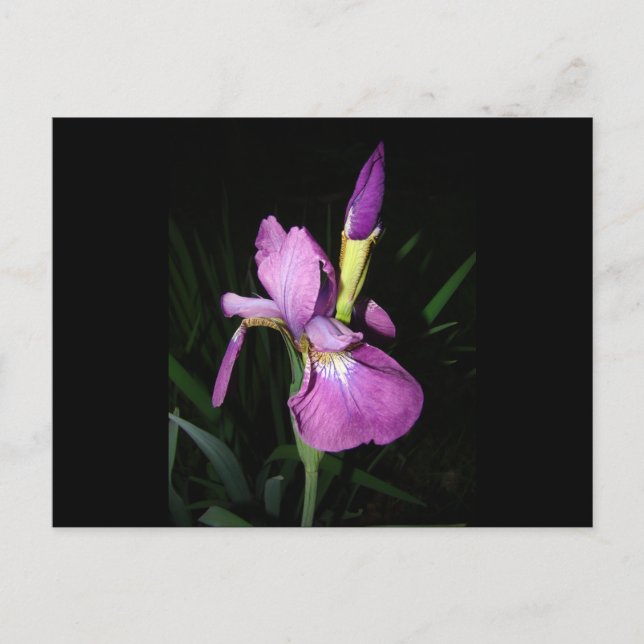  IRIS VYKORT (Framsida)